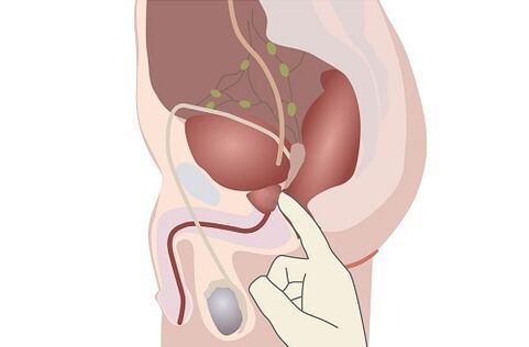 Anatomía de la próstata masculina